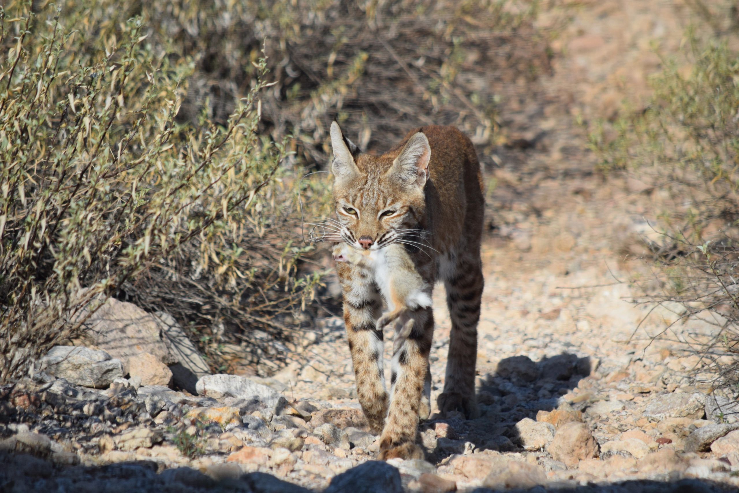 sad-days-at-bobcats-in-tucson